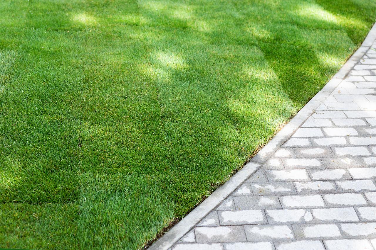 grass lawn that has been recently installed