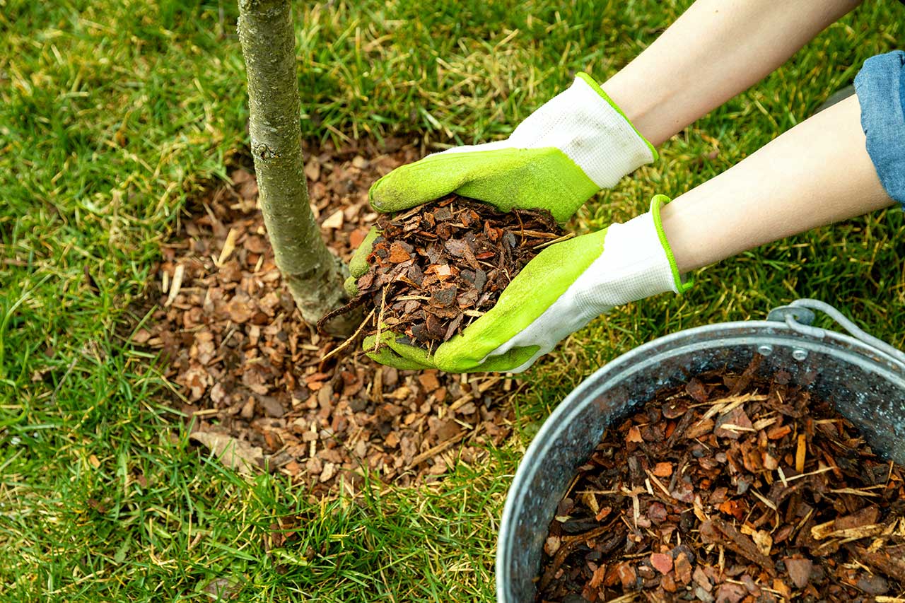 Adding wood chips around a tree